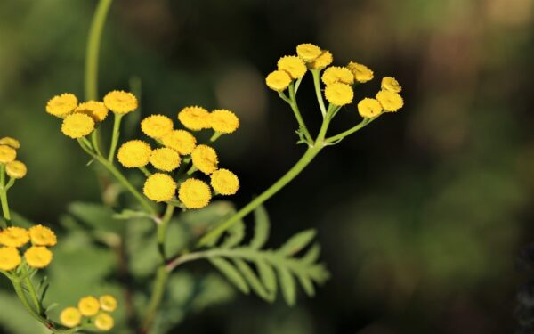 Helichrysum arenarium: la planta dorada con poderosos beneficios para la salud y una receta natural