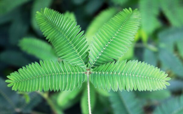 Mimosa pudica: la hoja sensible con grandes beneficios curativos